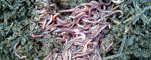 Refined and unrefined bio-fertilizer from California red worms